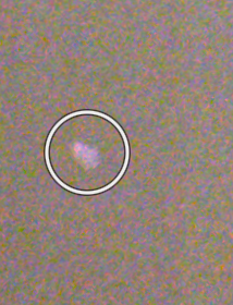 A 1:1 crop of forty-year-old film grain with a white dust blemish circled by the heal tool