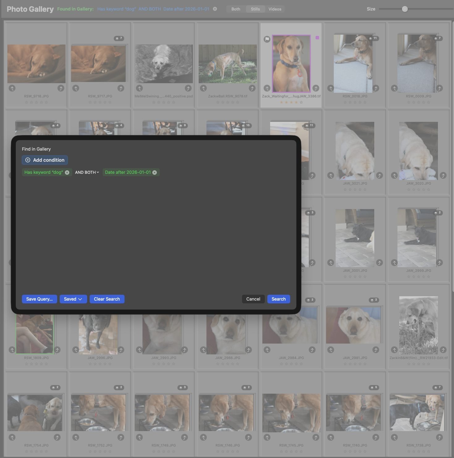 A saved query in PhotoLibrarian being re-run over the photo gallery